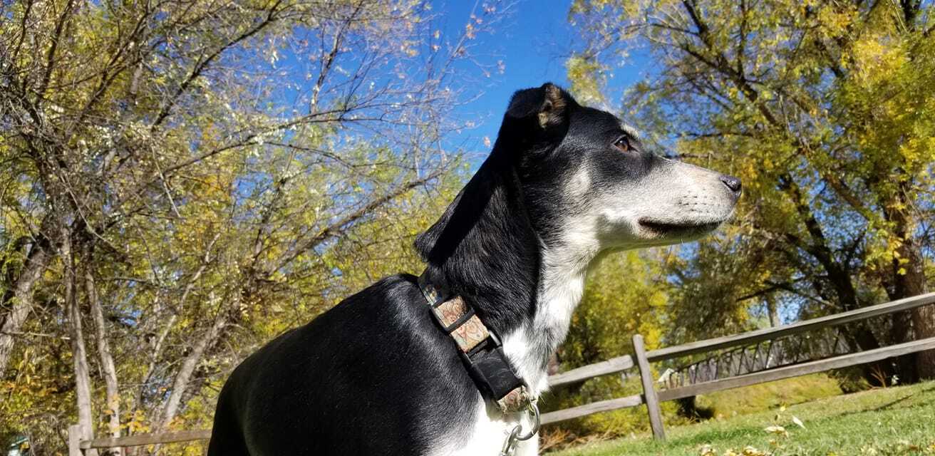 Ms. Peeps, a Adoptable mixed breed in Sheridan, WY image 1/12