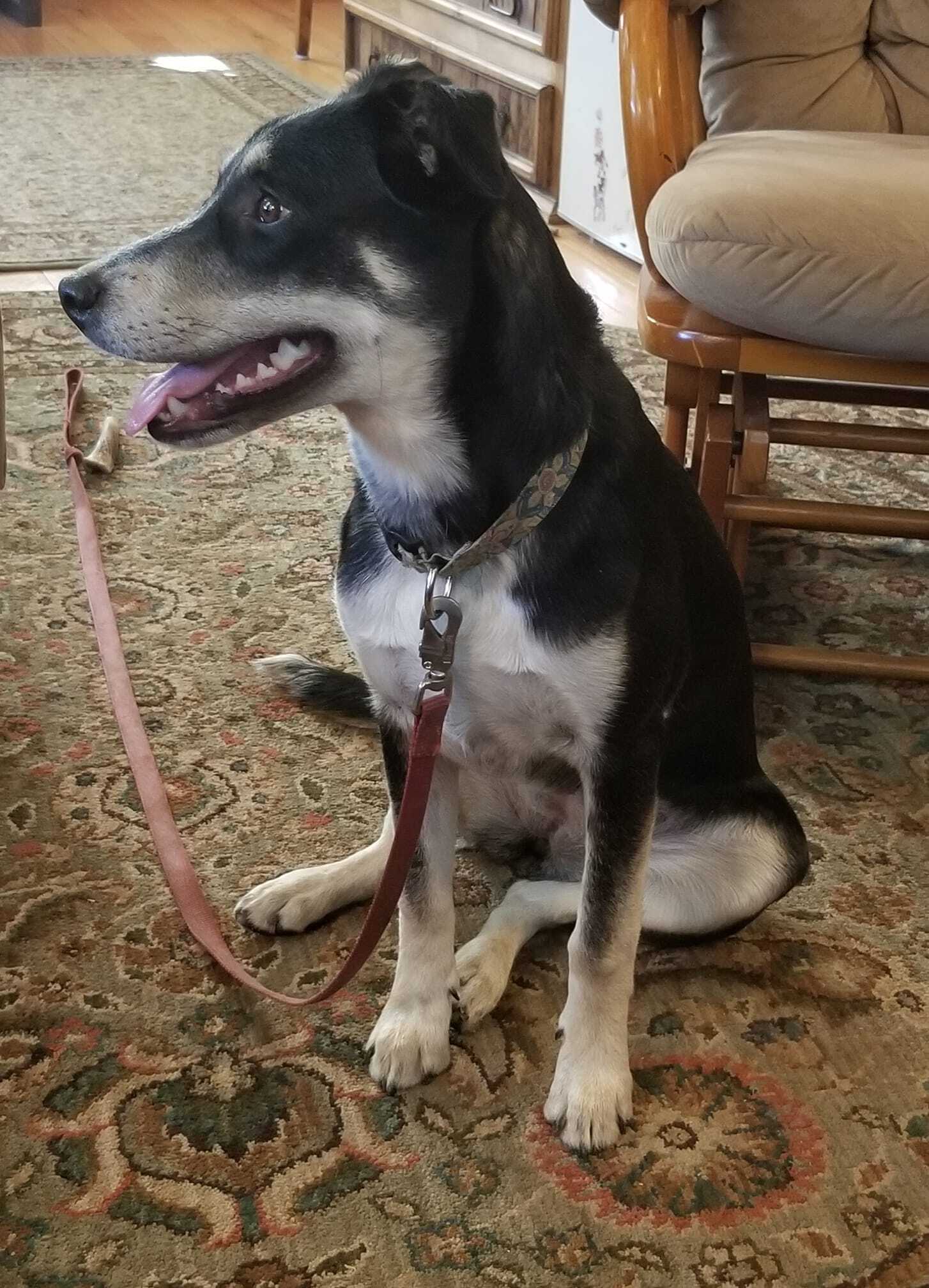 Ms. Peeps, a Adoptable mixed breed in Sheridan, WY image 2/12