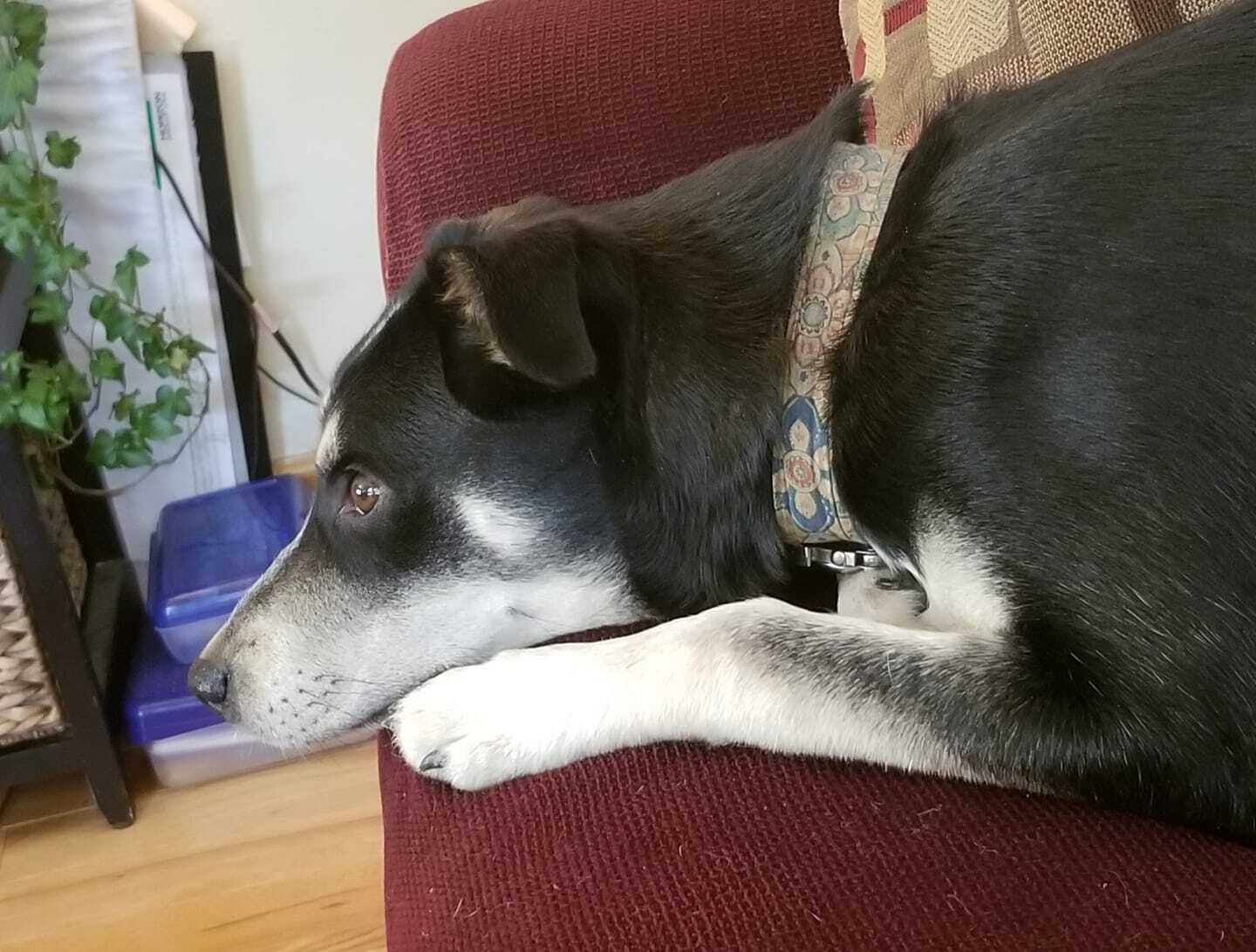 Ms. Peeps, a Adoptable mixed breed in Sheridan, WY image 3/12