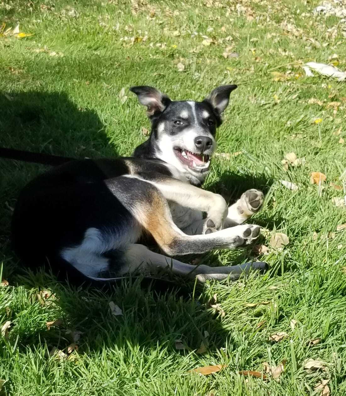 Ms. Peeps, a Adoptable mixed breed in Sheridan, WY image 4/12