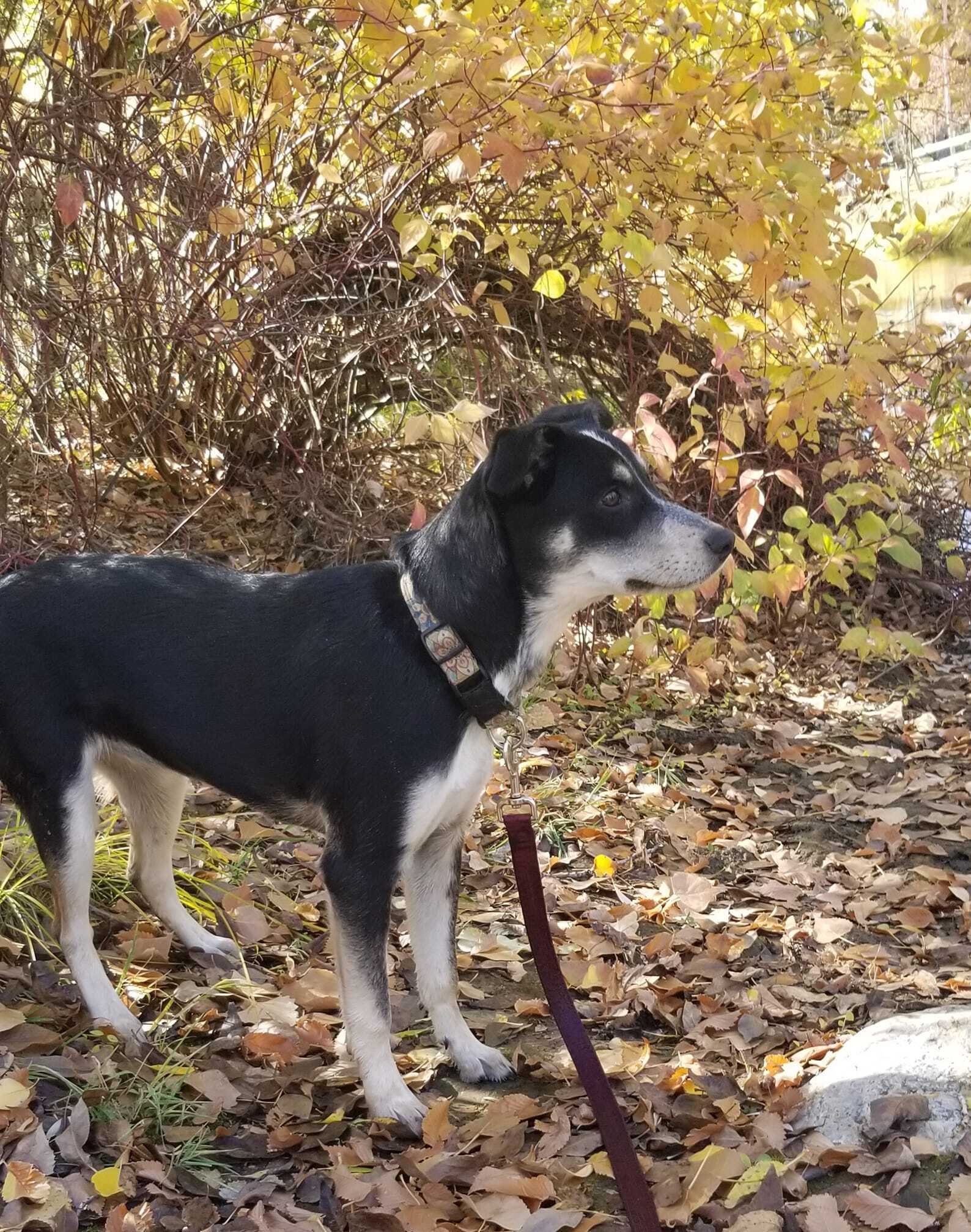 Ms. Peeps, a Adoptable mixed breed in Sheridan, WY image 5/12