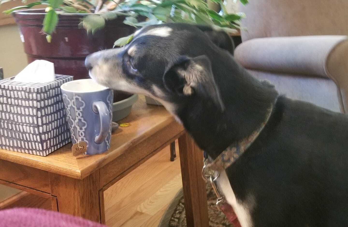 Ms. Peeps, Adoptable, Young Female Border Collie.
