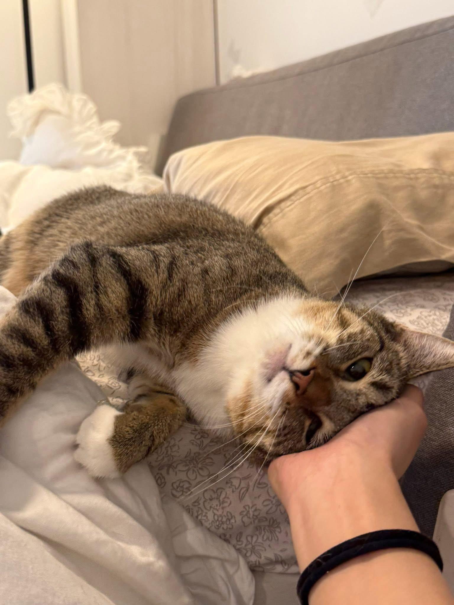 Enlarge Tiger Lily, a Adoptable Domestic Short Hair in Champaign, IL image 1/3