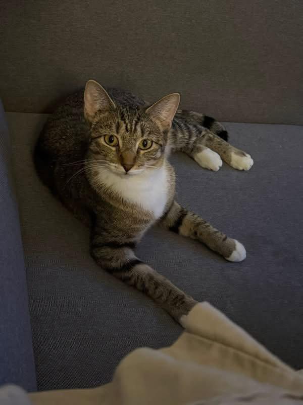 Enlarge Tiger Lily, a Adoptable Domestic Short Hair in Champaign, IL image 2/3