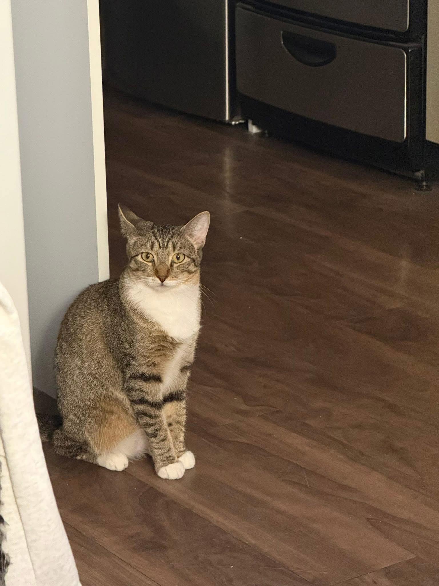 Tiger Lily, Adoptable, Kitten Female Domestic Short Hair.