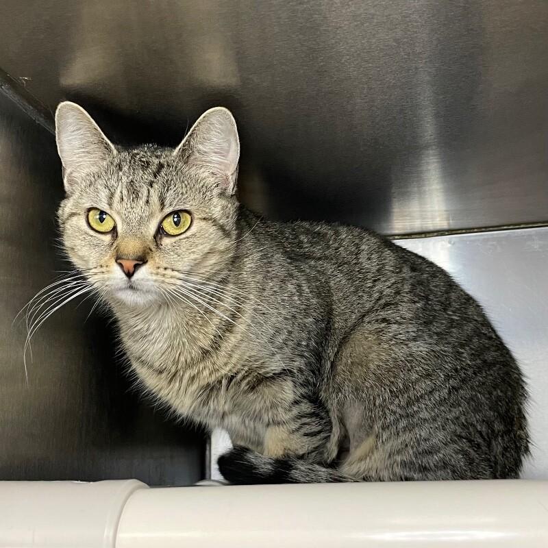 Enlarge Honey, a Adoptable Domestic Short Hair in Roanoke, VA image 1/1
