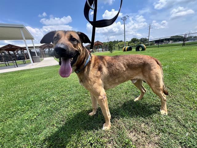Enlarge GOOSE, a Adoptable mixed breed in Winter Haven, FL image 1/1