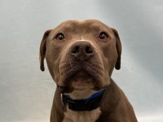 Jake, Adoptable, Adult Male Pit Bull Terrier & Mixed Breed.