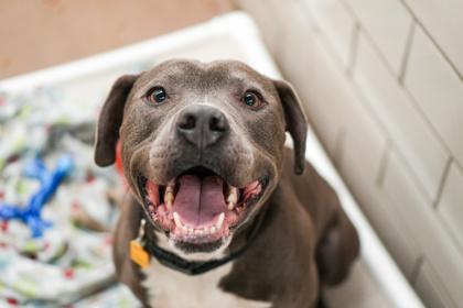 Enlarge Jake, a Adoptable mixed breed in Golden Valley, MN image 2/3