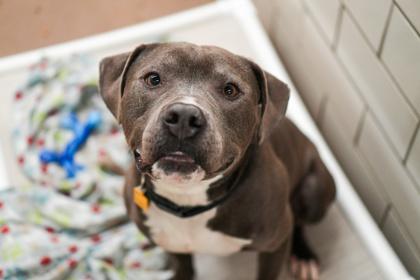 Enlarge Jake, a Adoptable mixed breed in Golden Valley, MN image 3/3