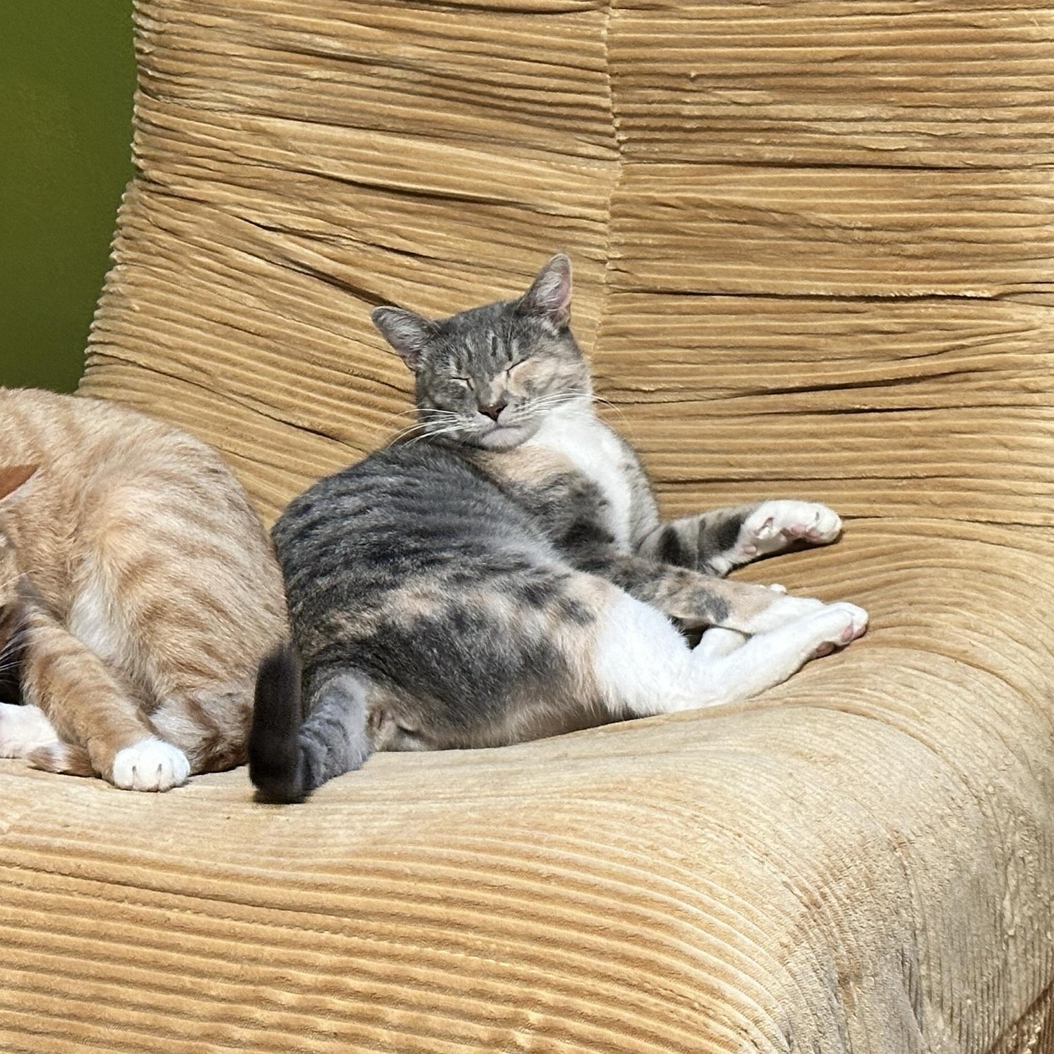 Enlarge Spats, a hold Domestic Short Hair in Seattle, WA image 5/5