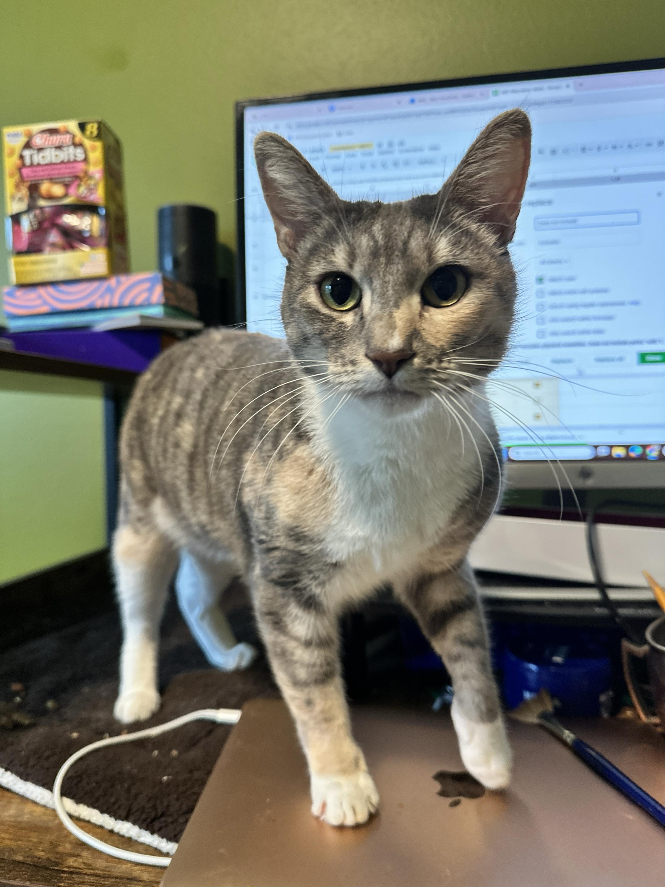 Enlarge Spats, a hold Domestic Short Hair in Seattle, WA image 3/5