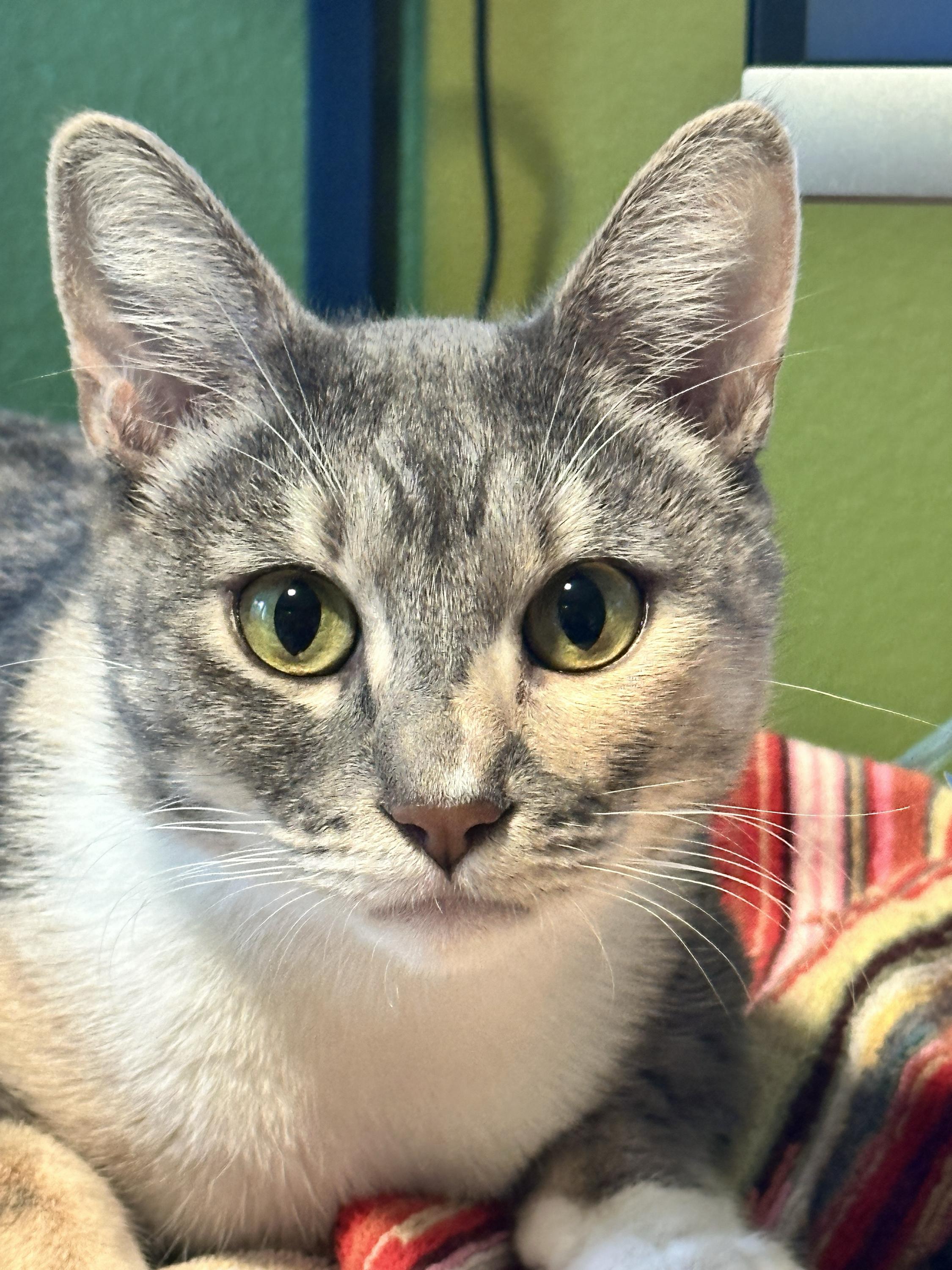 Spats, ADOPTABLE, Adult Female Domestic Short Hair.