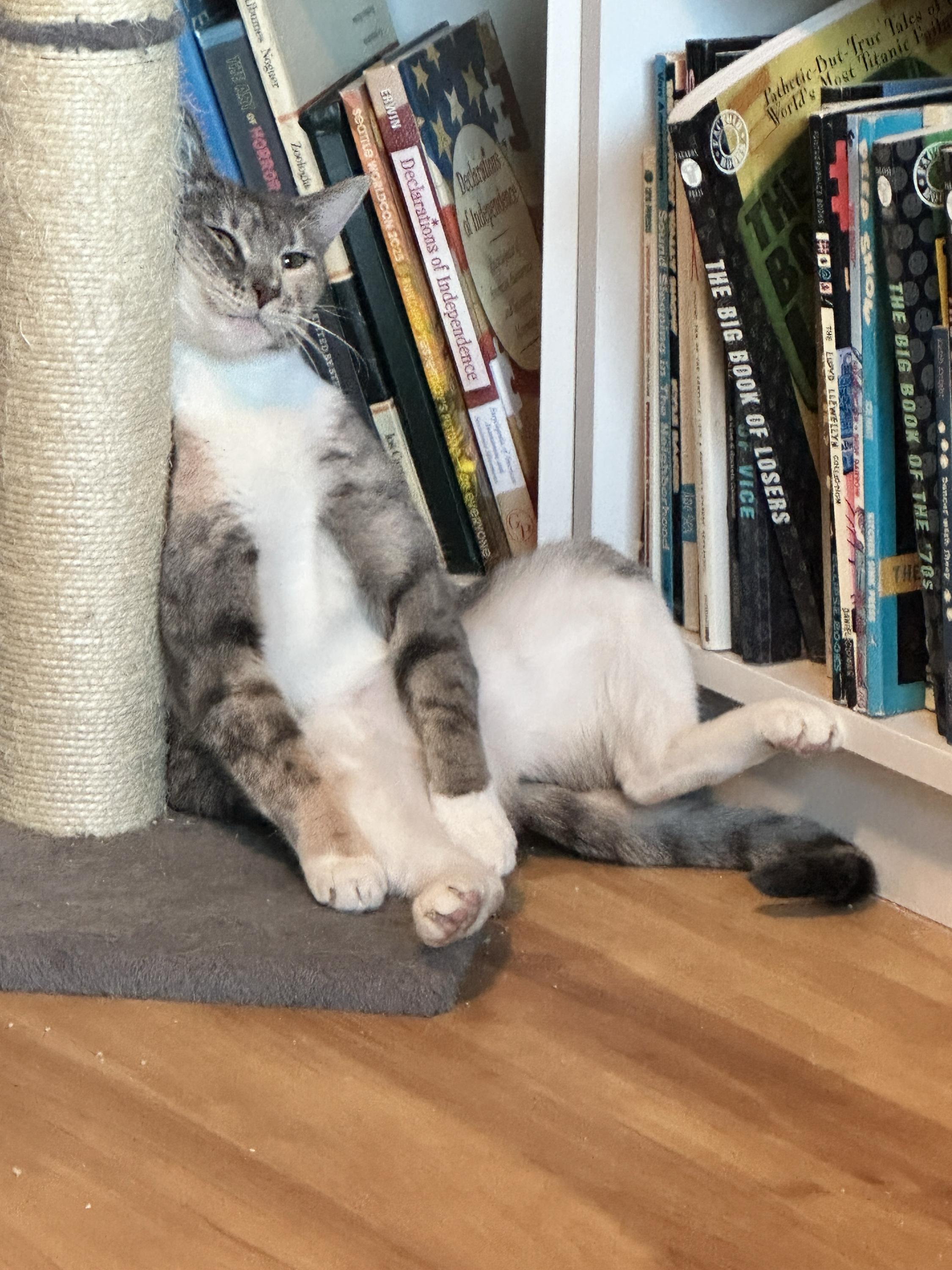 Enlarge Spats, a hold Domestic Short Hair in Seattle, WA image 4/5