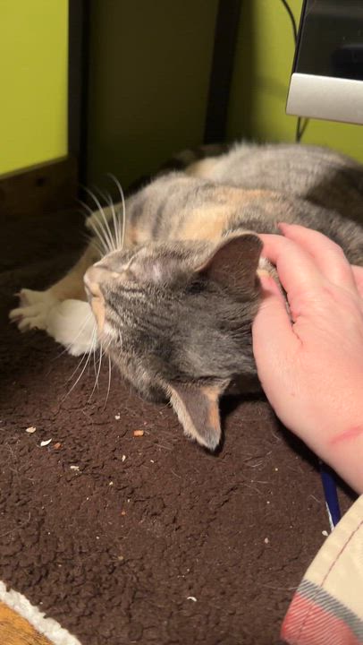 Enlarge Spats, a hold Domestic Short Hair in Seattle, WA video 2/5