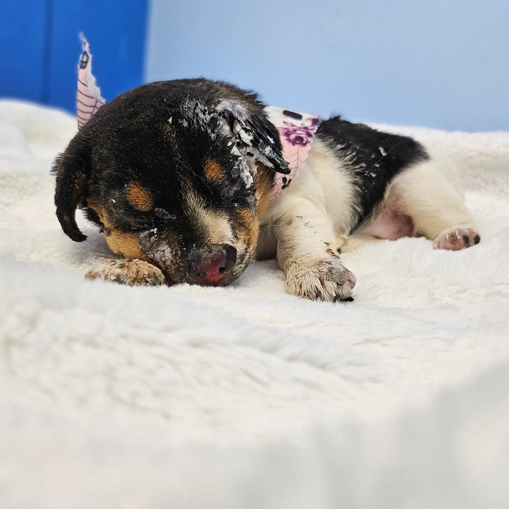 Enlarge Brisket (Valor), a Adoptable mixed breed in Wahiawa, HI image 1/1