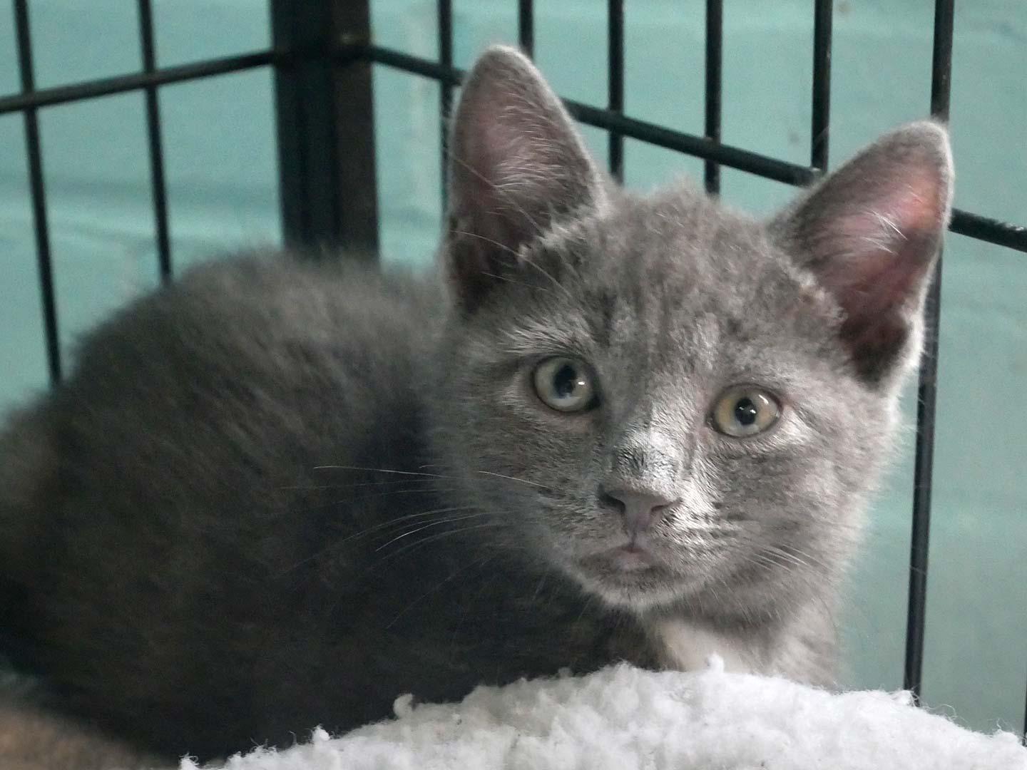 Knicks, a ADOPTABLE Domestic Short Hair in Bloomingdale, NJ image 2/4