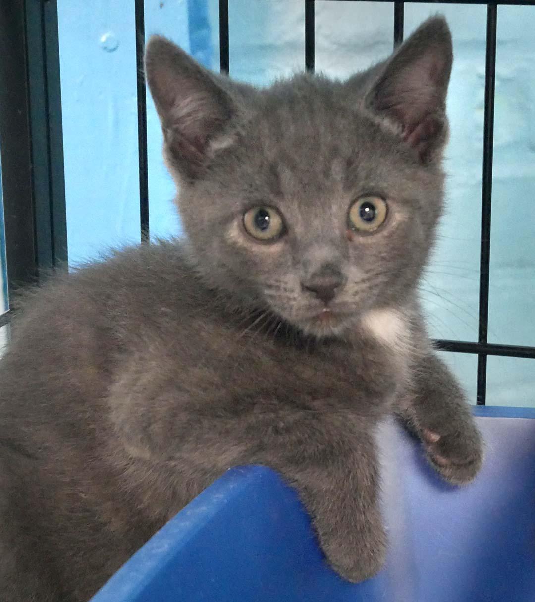 Knicks, ADOPTABLE, Kitten Male Domestic Short Hair.