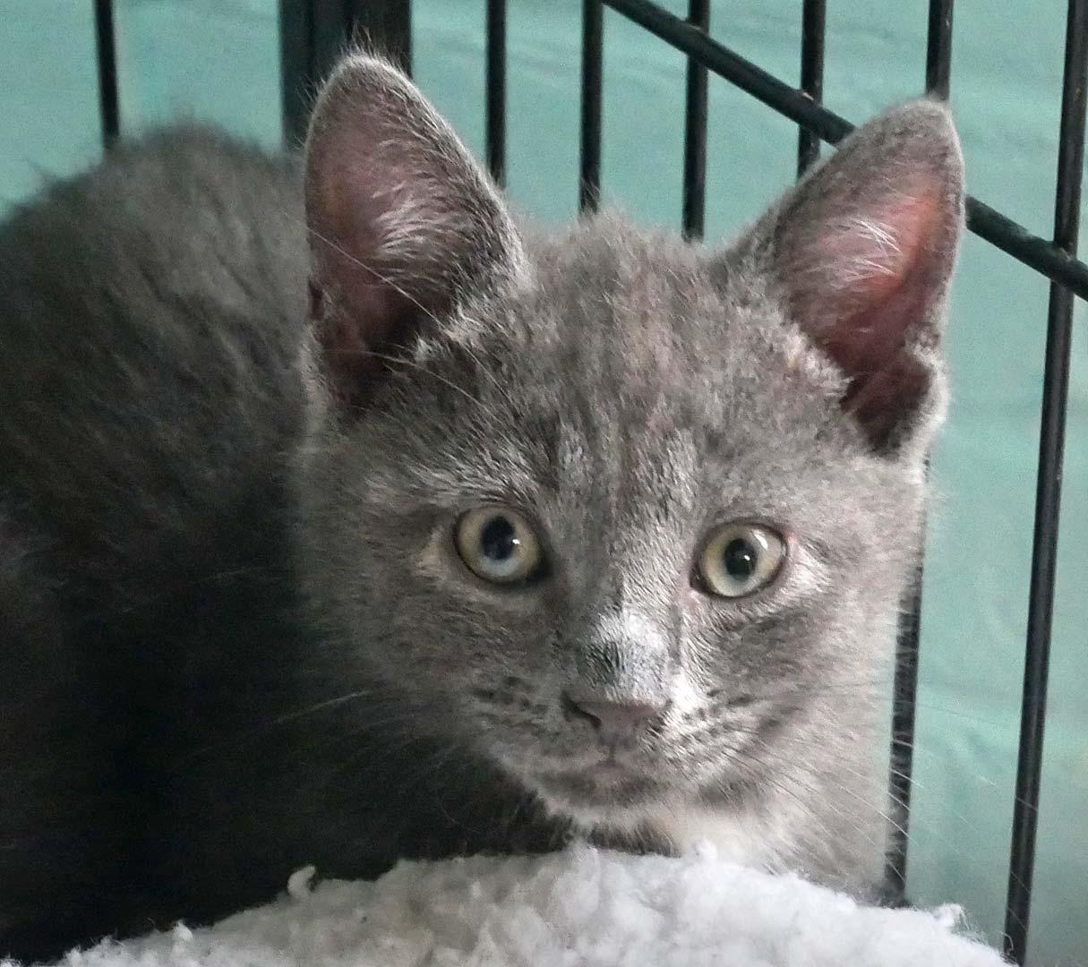 Knicks, a ADOPTABLE Domestic Short Hair in Bloomingdale, NJ image 4/4