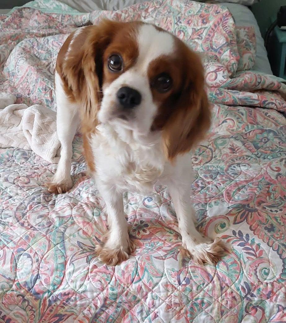 Enlarge Patsy, a Adopted Cavalier King Charles Spaniel in Conesus, NY image 2/5
