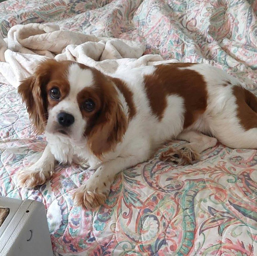 Enlarge Patsy, a Adopted Cavalier King Charles Spaniel in Conesus, NY image 1/5