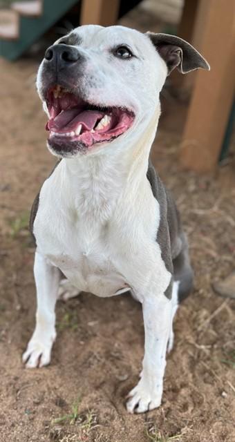 TUCK, Adoptable, Adult Male Pit Bull Terrier.