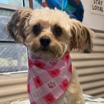 Enlarge Sugar, a Adoptable mixed breed in Lenoir, NC image 1/6