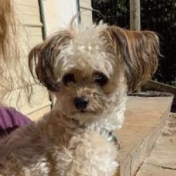 Enlarge Sugar, a Adoptable mixed breed in Lenoir, NC image 2/6