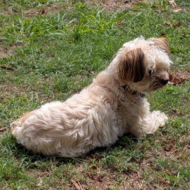 Enlarge Sugar, a Adoptable mixed breed in Lenoir, NC image 4/6