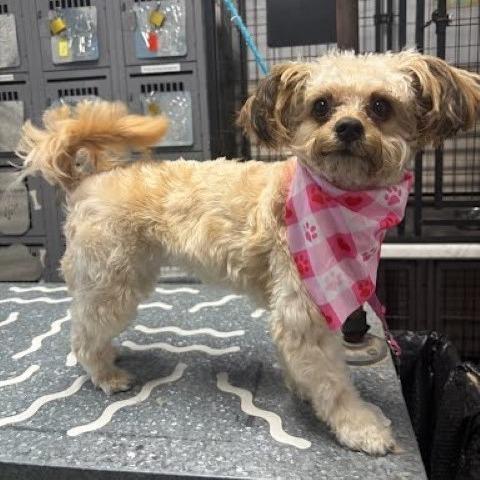 Enlarge Sugar, a Adoptable mixed breed in Lenoir, NC image 5/6
