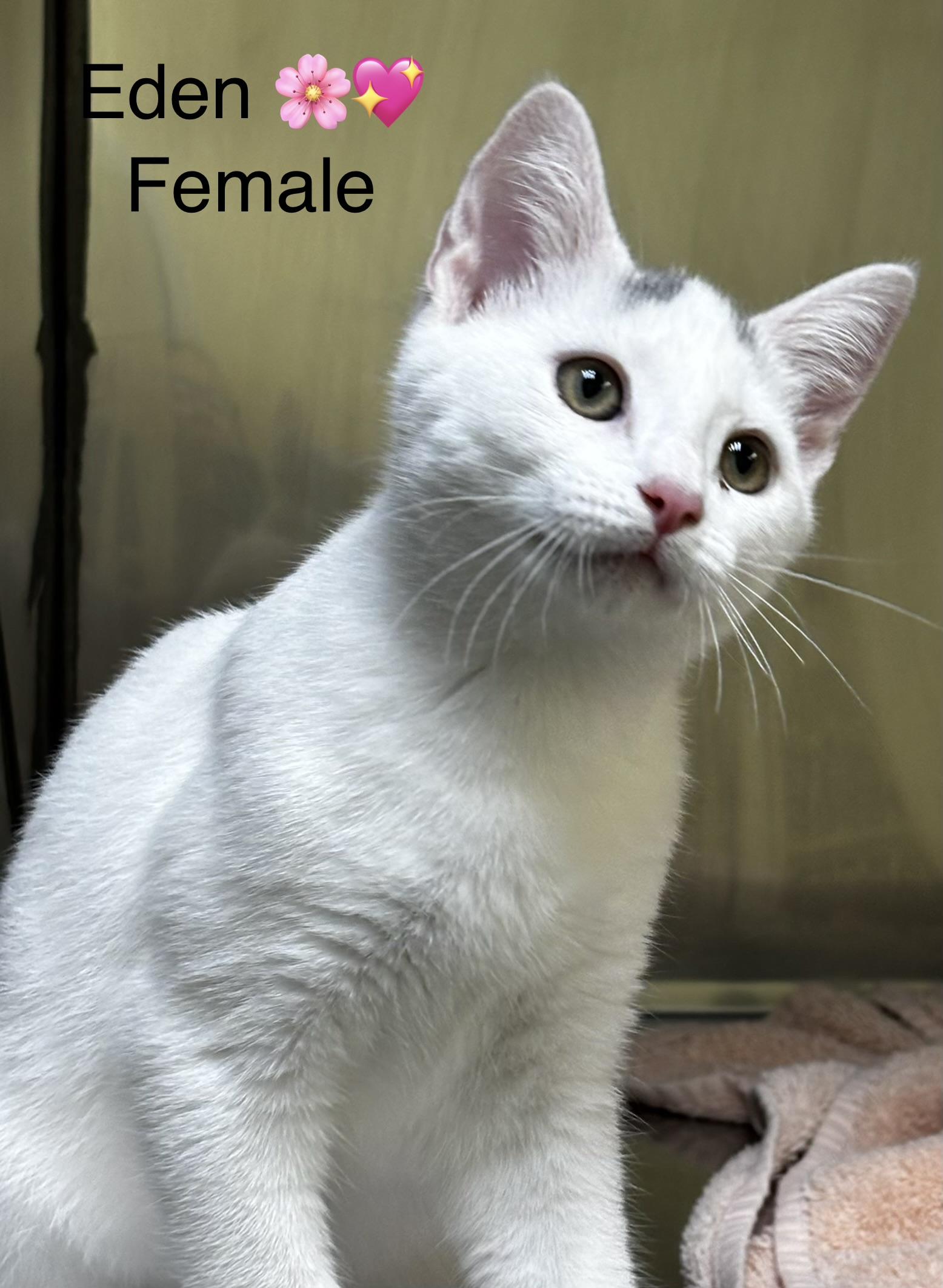 Eden and LaLa, a ADOPTABLE mixed breed in Calais, ME image 2/2