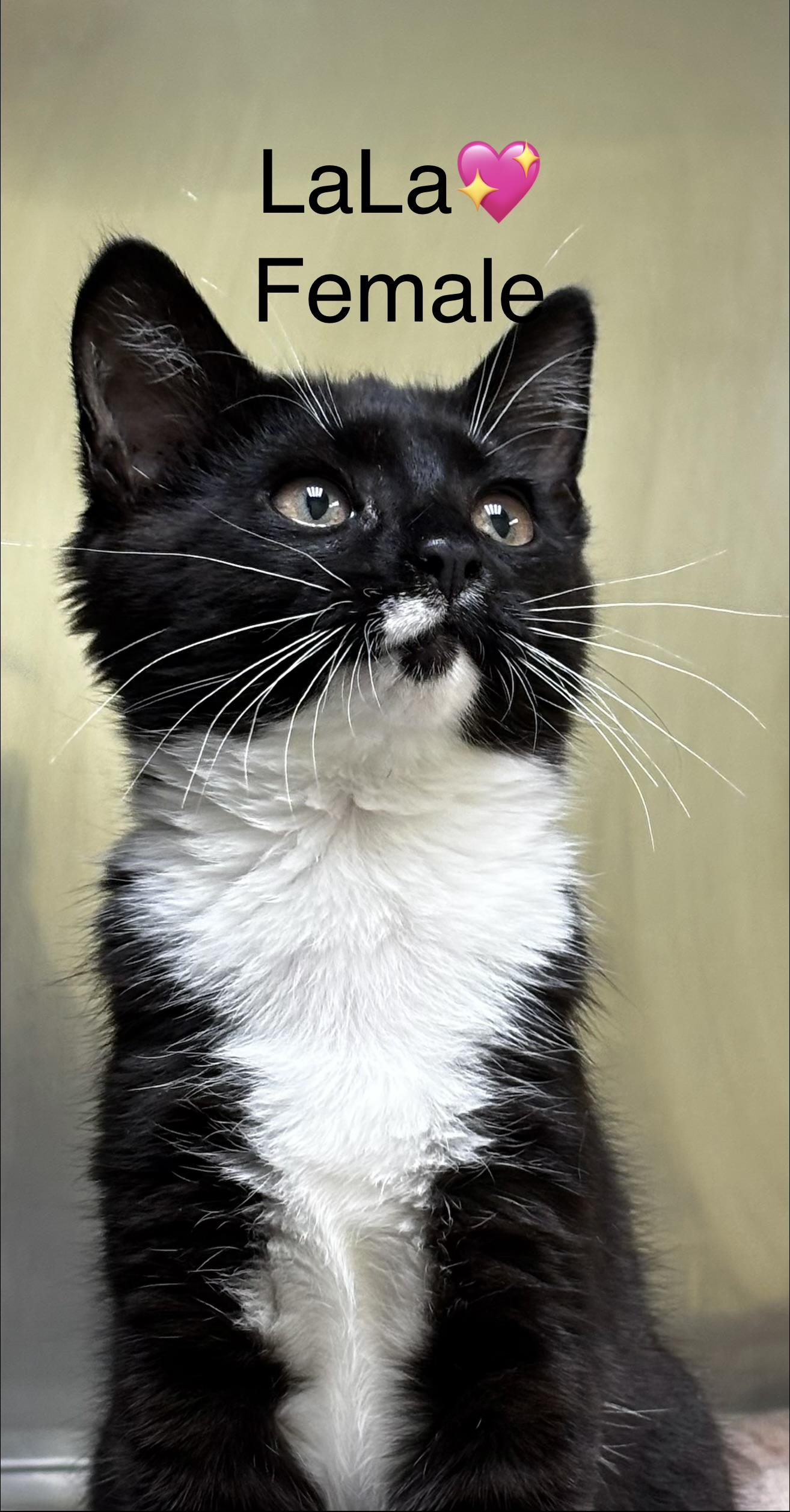 Eden and LaLa, ADOPTABLE, Kitten Female Domestic Short Hair.