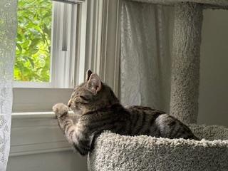 Mountain Minis:  Teton