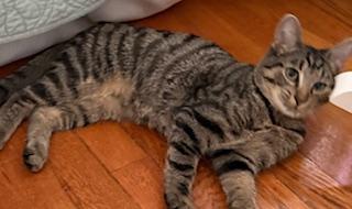 Mountain Minis:  Teton