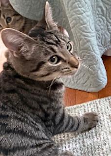 Mountain Minis:  Teton