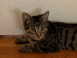 Mountain Minis:  Teton