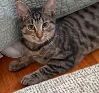 Mountain Minis:  Teton