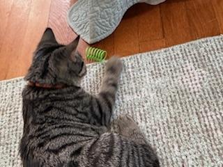 Mountain Minis:  Teton