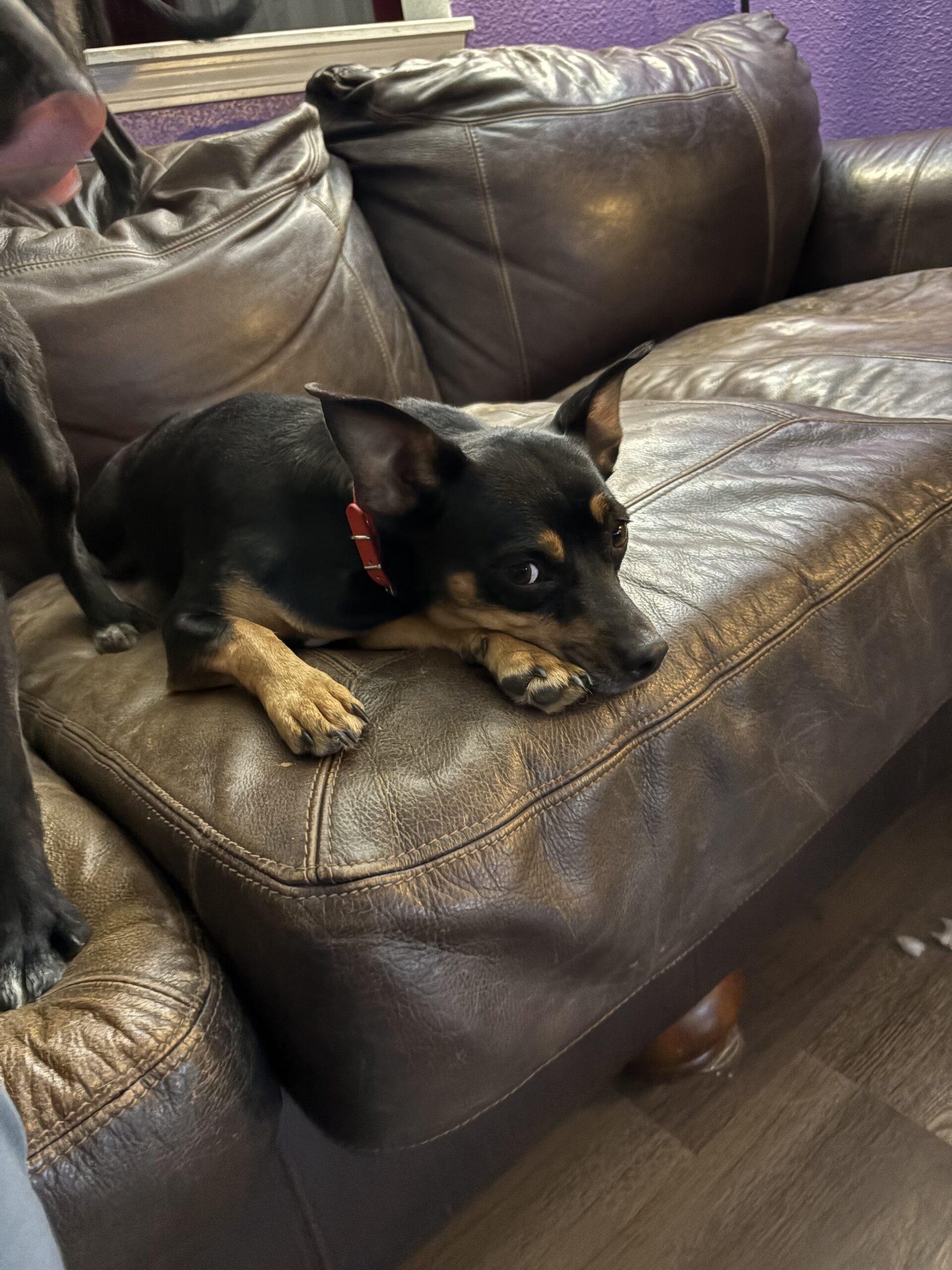 Enlarge Angelica, a Adoptable mixed breed in Fishers, IN image 1/2