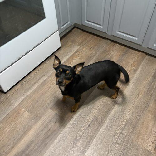 Enlarge Angelica, a Adoptable mixed breed in Fishers, IN image 2/2