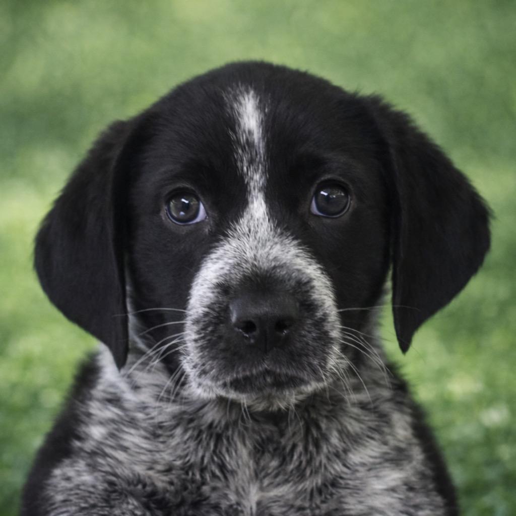 Jaxon, Adopted, Puppy Male Australian Shepherd.