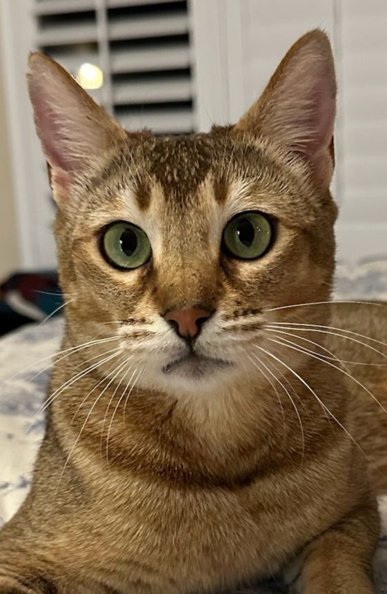 Cleo thumbnail 2