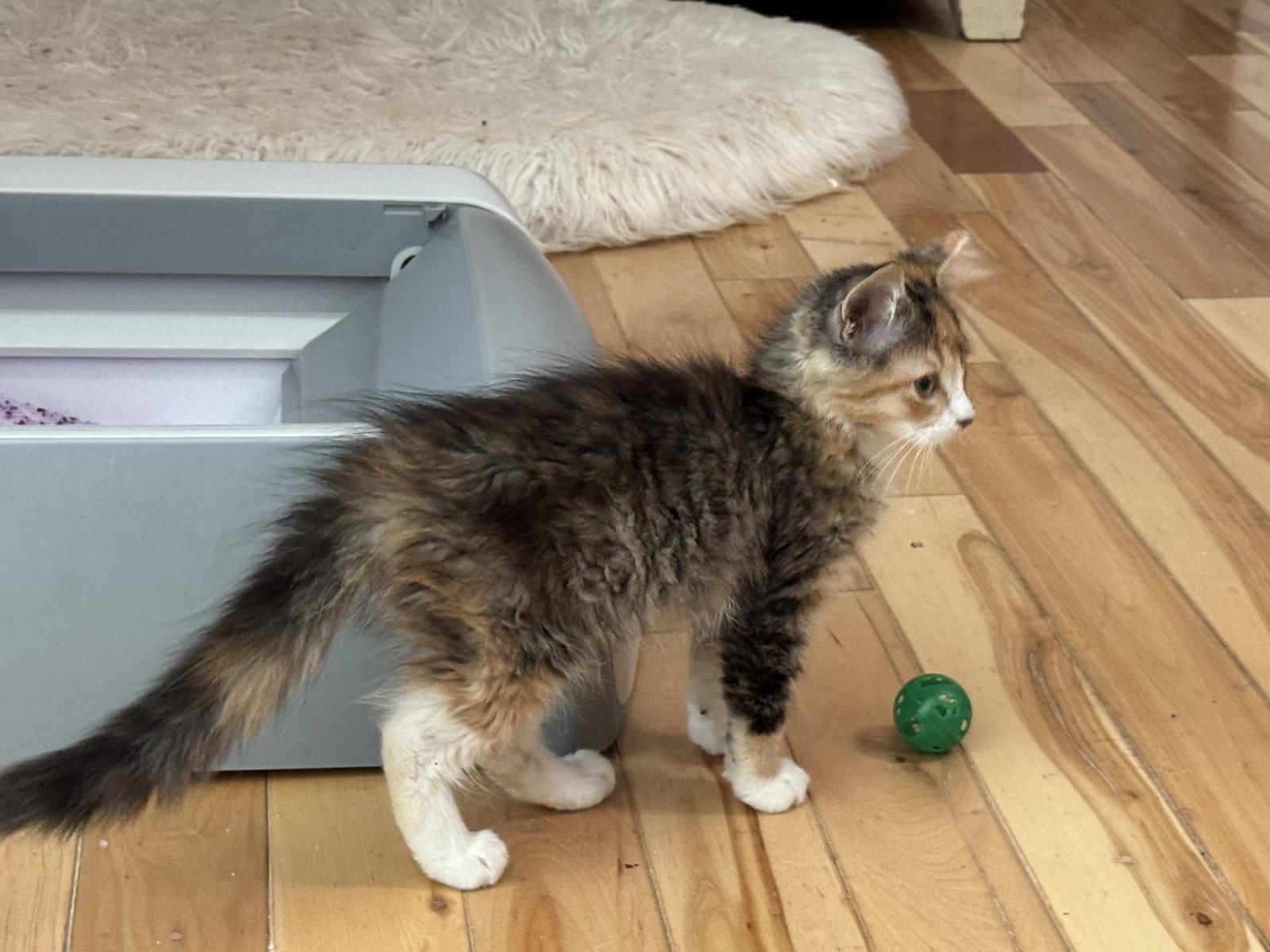 Imogene, Adopted, Kitten Female Calico & Domestic Short Hair.