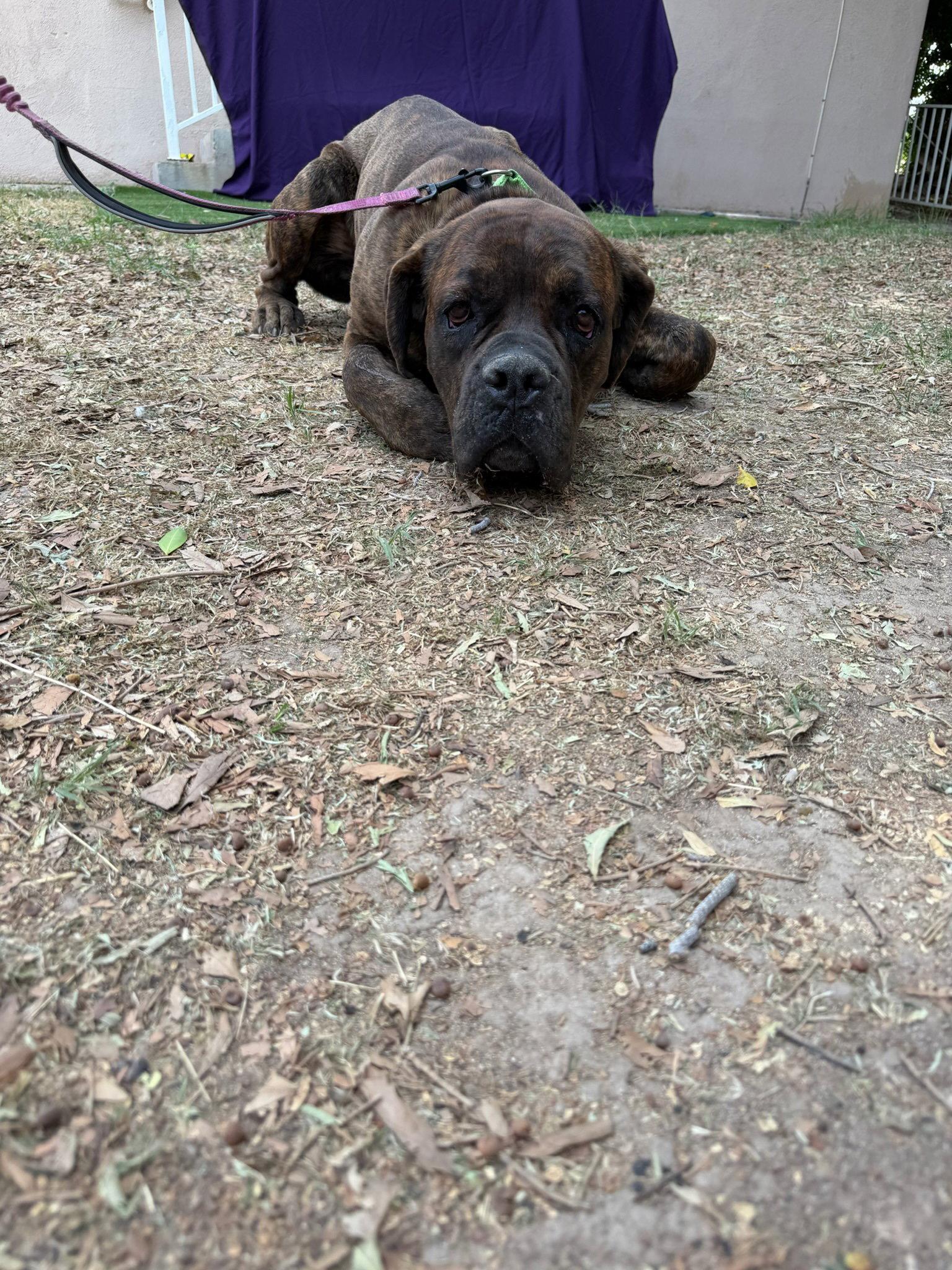 Bear, Adopted, Young Male Cane Corso.