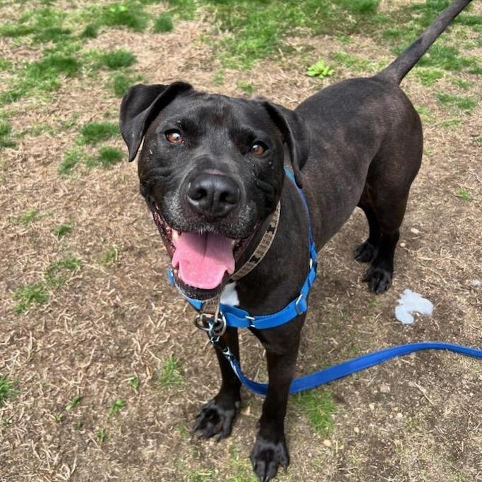 Enlarge Mufasa, a Adoptable Pit Bull Terrier in Concord, NH image 1/2