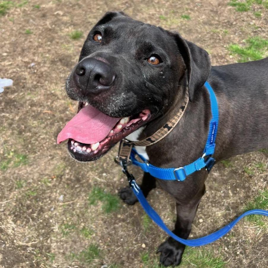 Enlarge Mufasa, a Adoptable Pit Bull Terrier in Concord, NH image 2/2