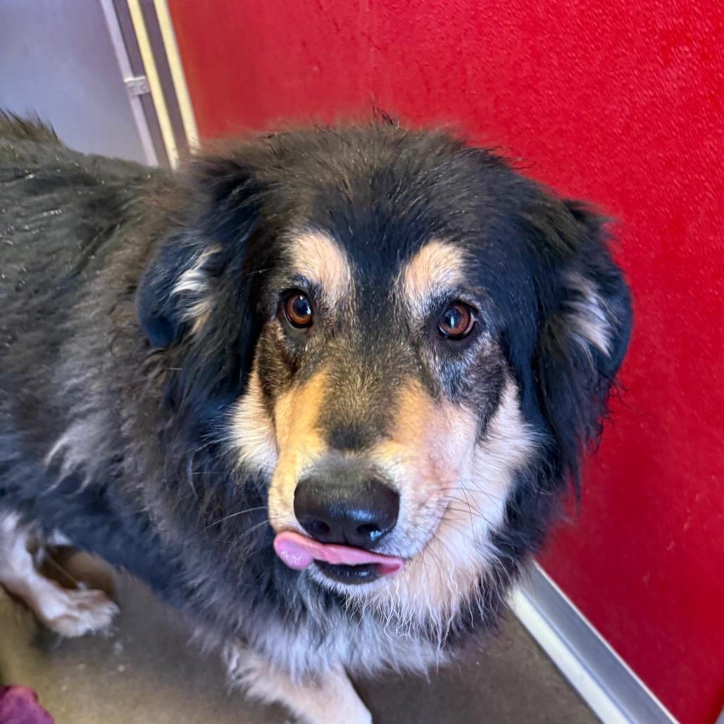 Bernie, Adoptable, Adult Female Mixed Breed.