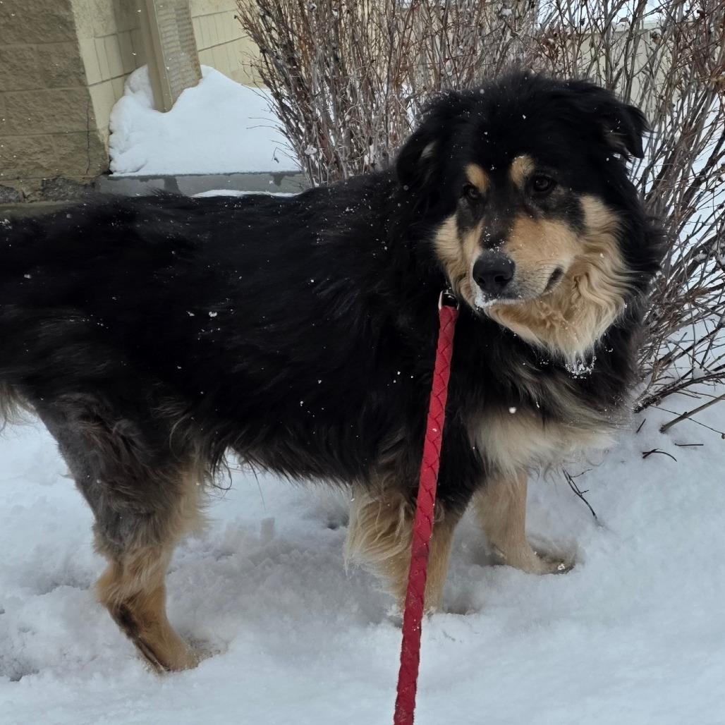 Enlarge Bernie, a Adoptable Mixed Breed in Park City, UT image 2/2