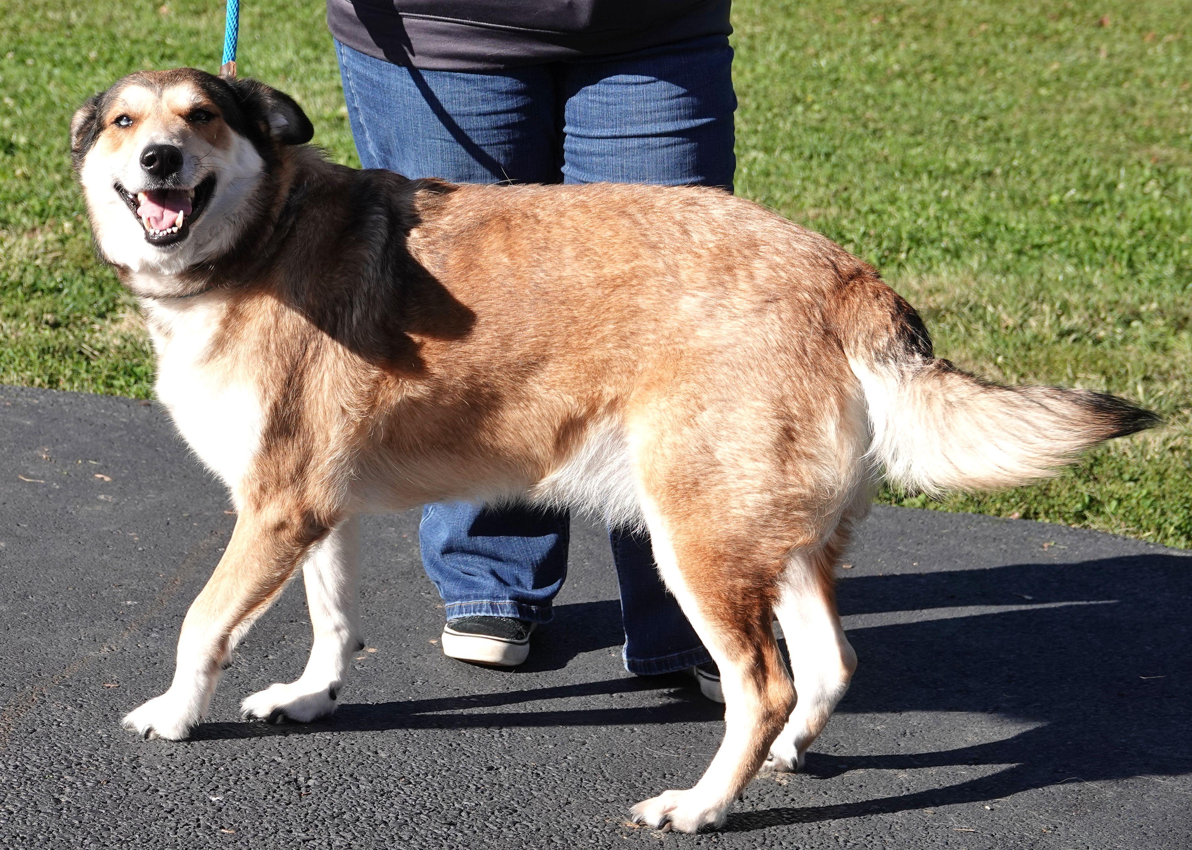 Enlarge Angel, a Adoptable mixed breed in Millfield, OH image 3/4