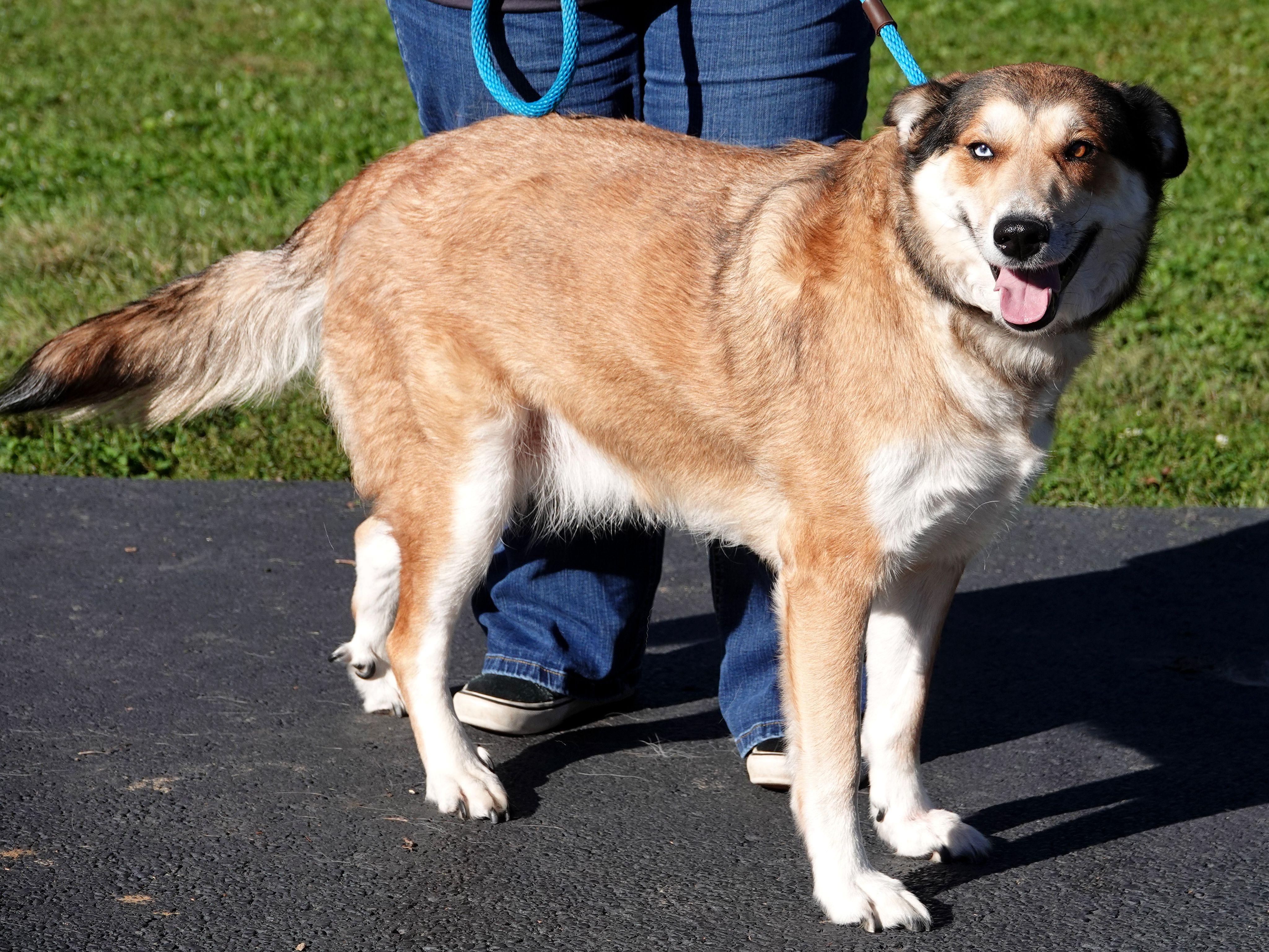 Enlarge Angel, a Adoptable mixed breed in Millfield, OH image 2/4